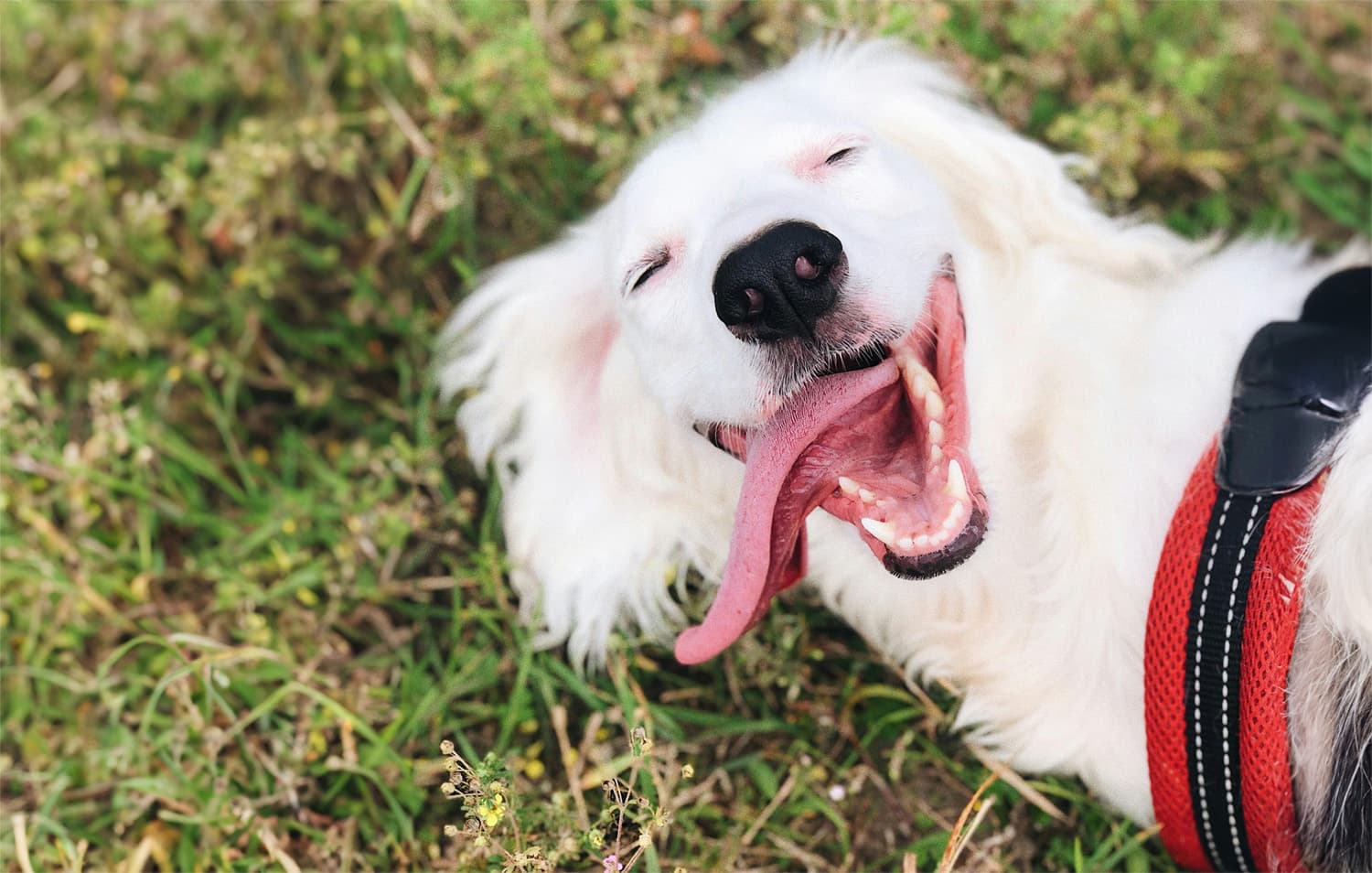 happy deaf dog