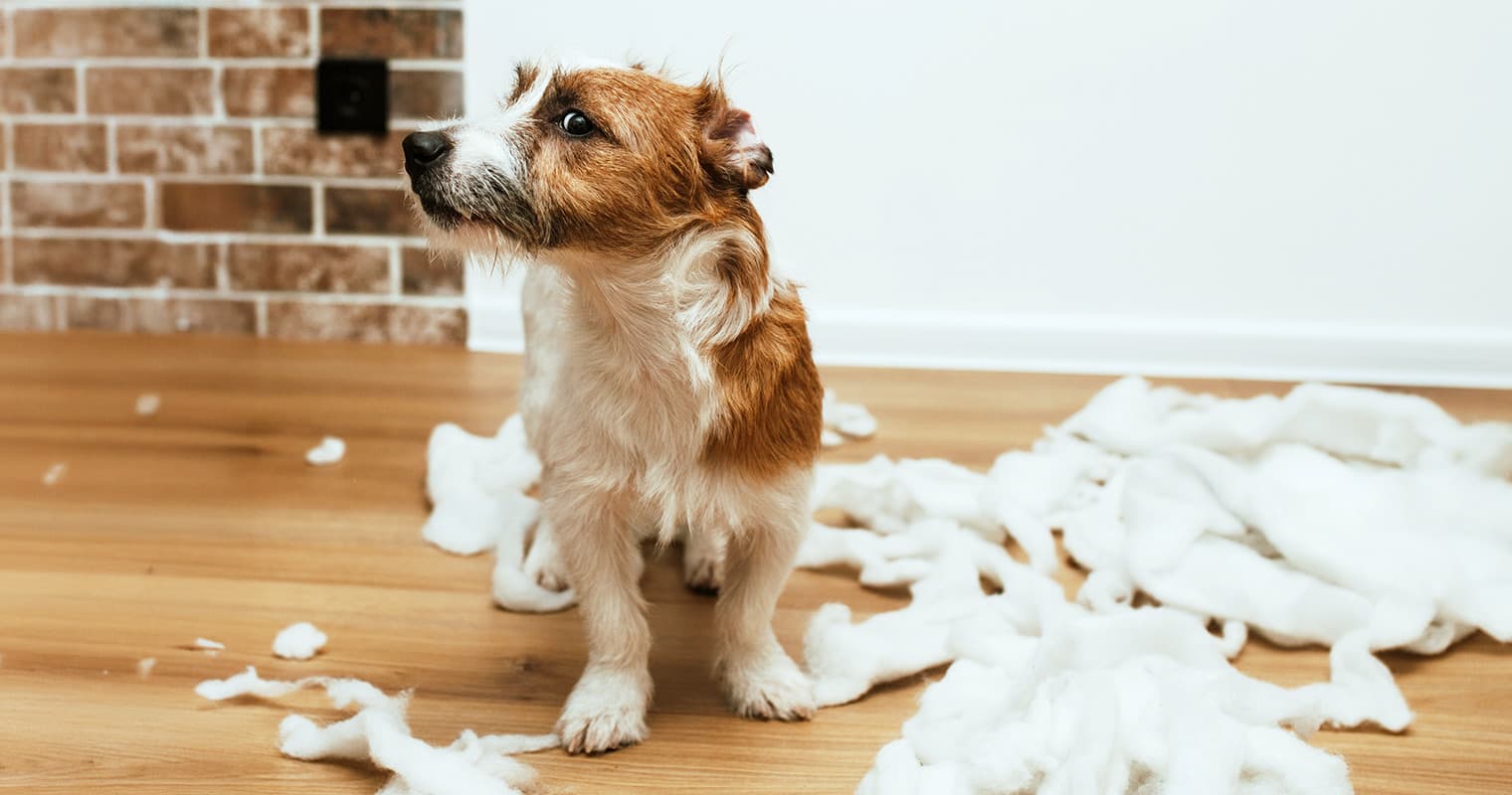 Behavioral Challenges Common at Certain Dog Ages
