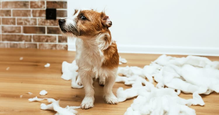 Behavioral Challenges Common at Certain Dog Ages
