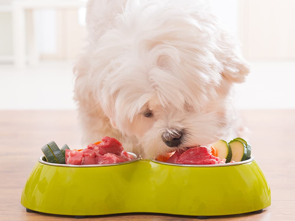 The Scoop on Human-Grade Dog Food
