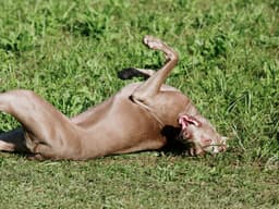 Best Allergy Medicines That You Can Give to Your Dog