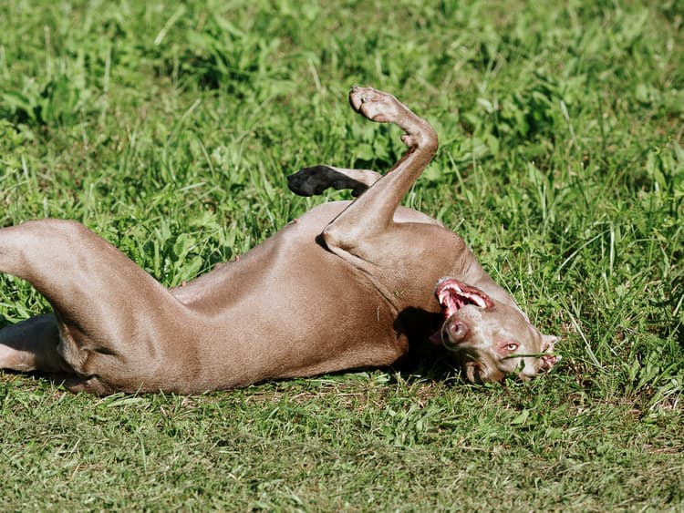 Best Allergy Medicines That You Can Give to Your Dog