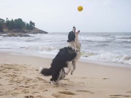 How to Keep Your Dog Safe at the Beach This Summer