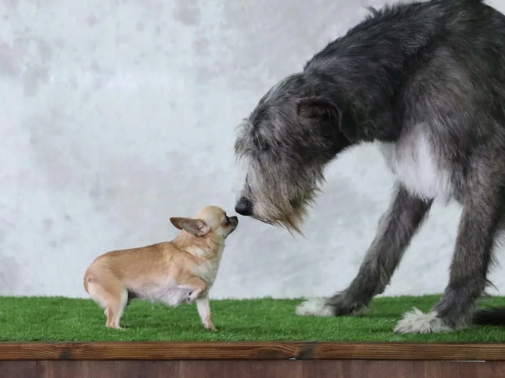 A small dog being cautious