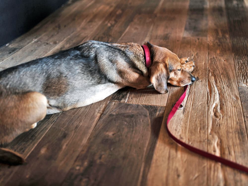 7 Reasons Your Dog Is Refusing to Go on a Walk