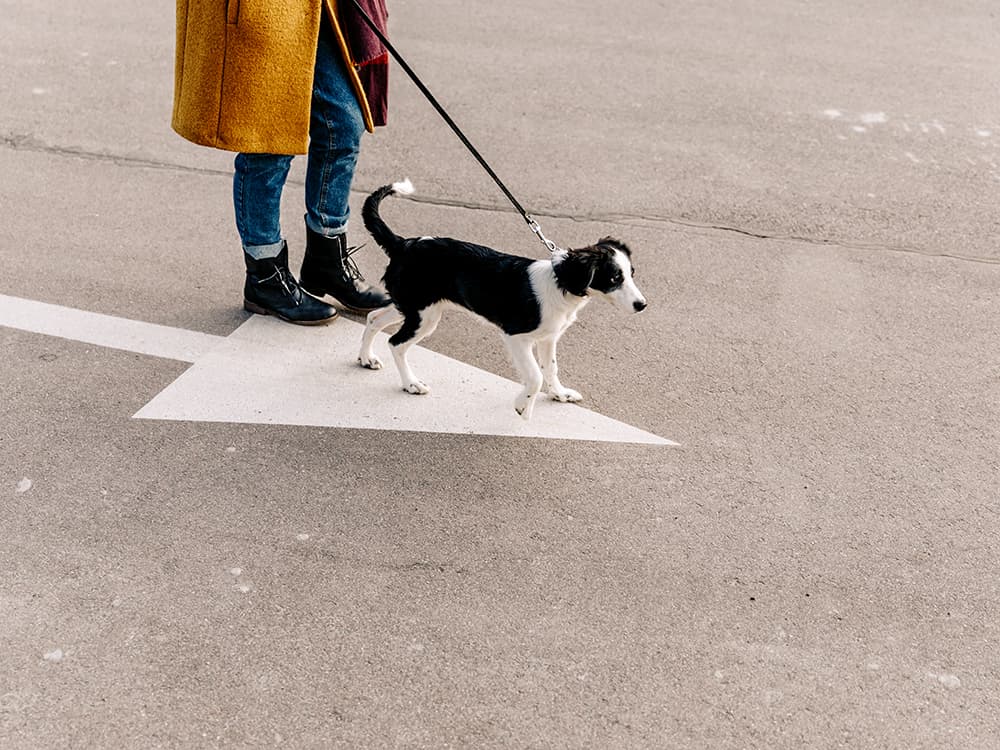 How to Leash-Train a Puppy or Dog