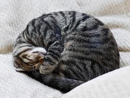 Why Do Cats Sleep So Much?