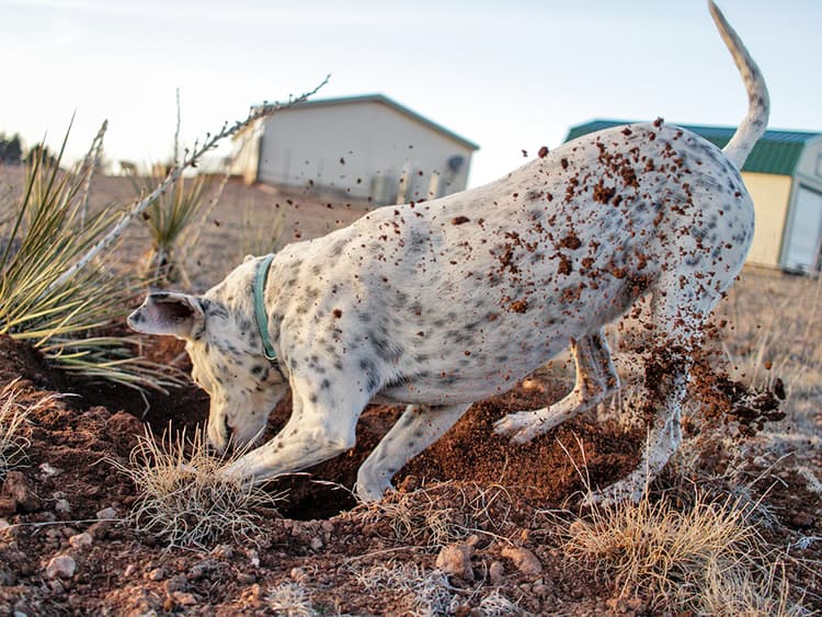 How To Tell If Your Dog Has Worms