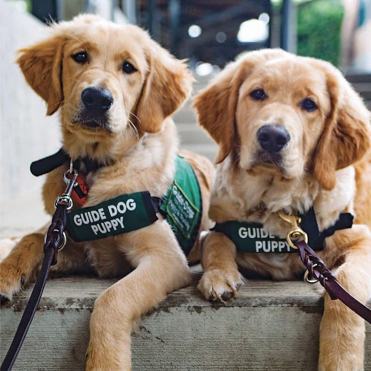 What it’s Like to Raise a Guide Dog Puppy