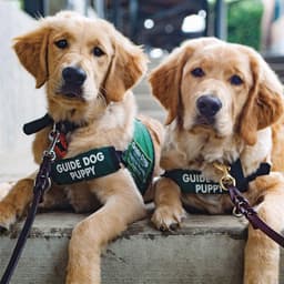 What it’s Like to Raise a Guide Dog Puppy