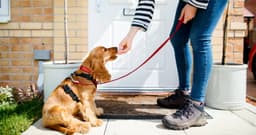 Potty Training 101: How to House Train Your Puppy