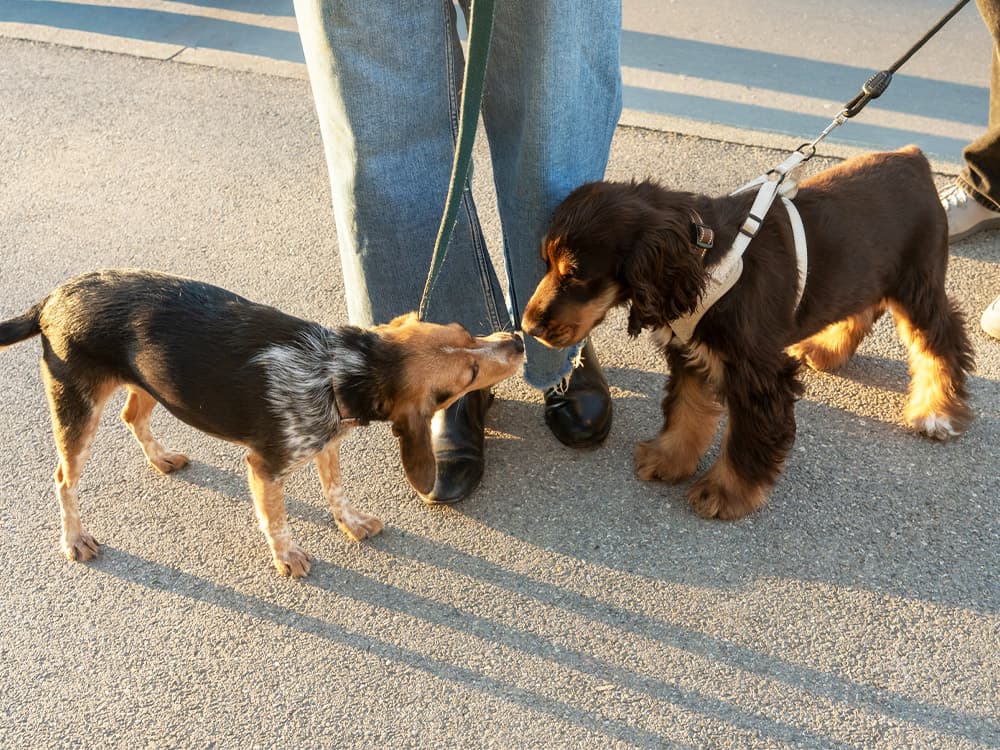 Dogs Greet Each Other During A Walk At Sunset In The Parksunset