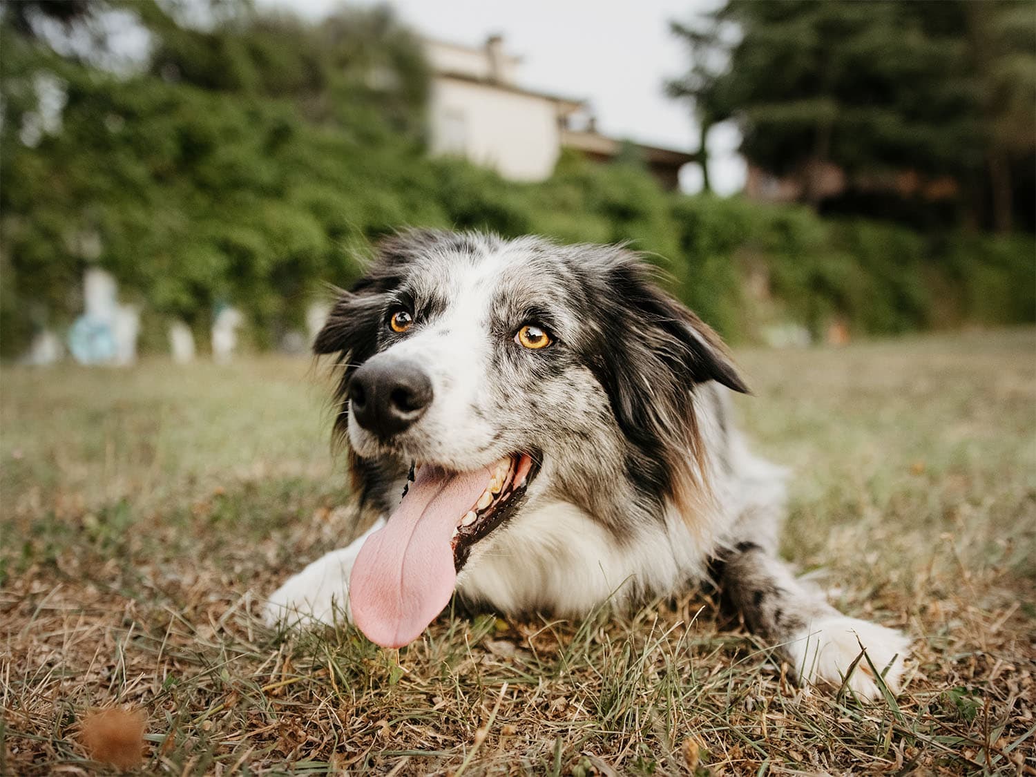 border collie dog training in park