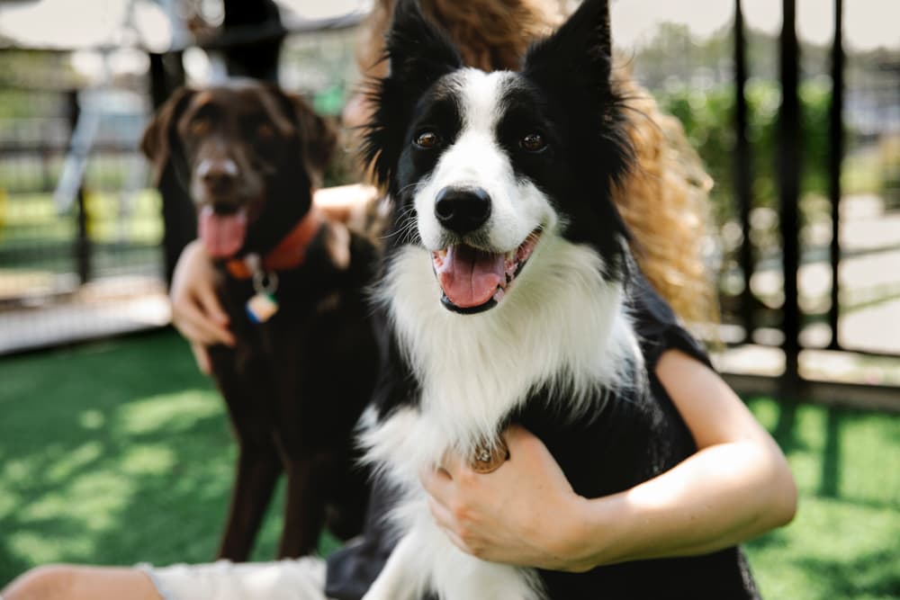 Why Breed Standards Don’t Work