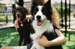 Why Breed Standards Don’t Work