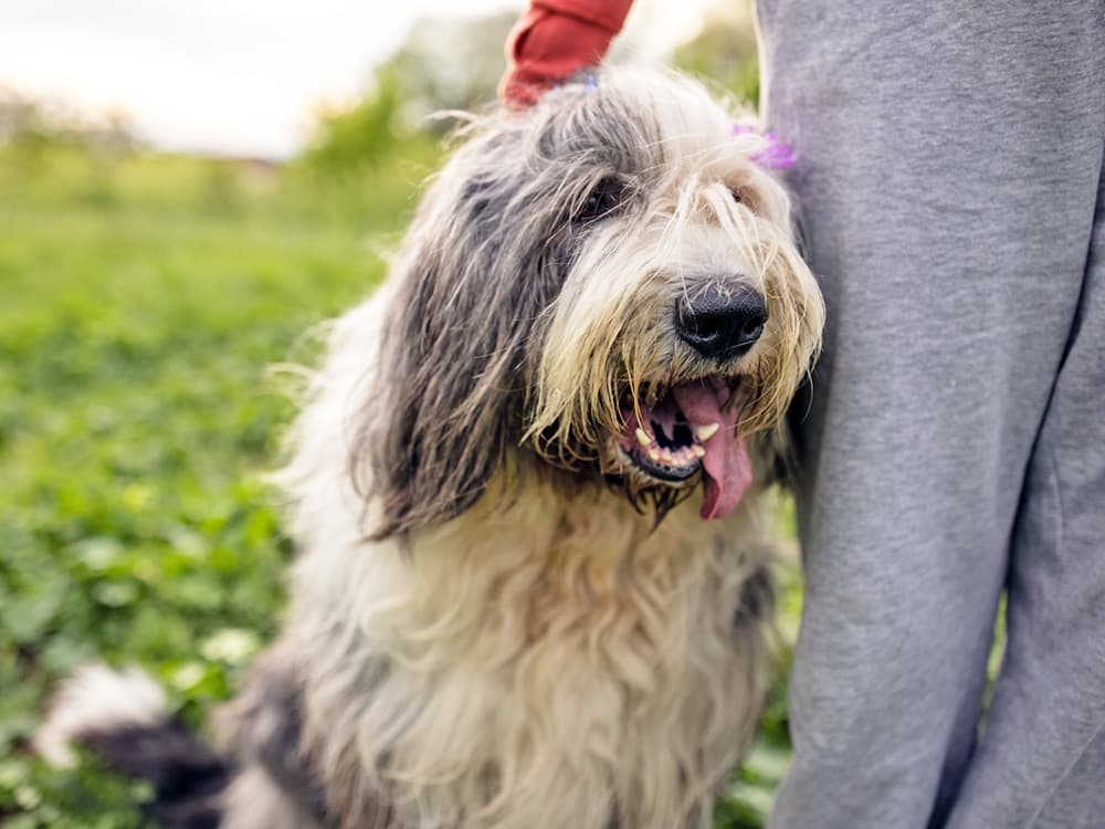 Bearded collie