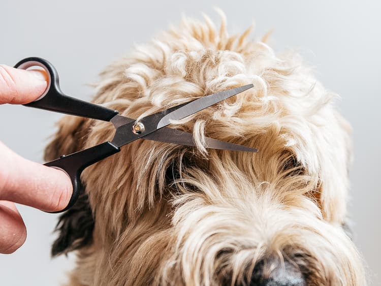 10 Best Grooming Products for Your Pup