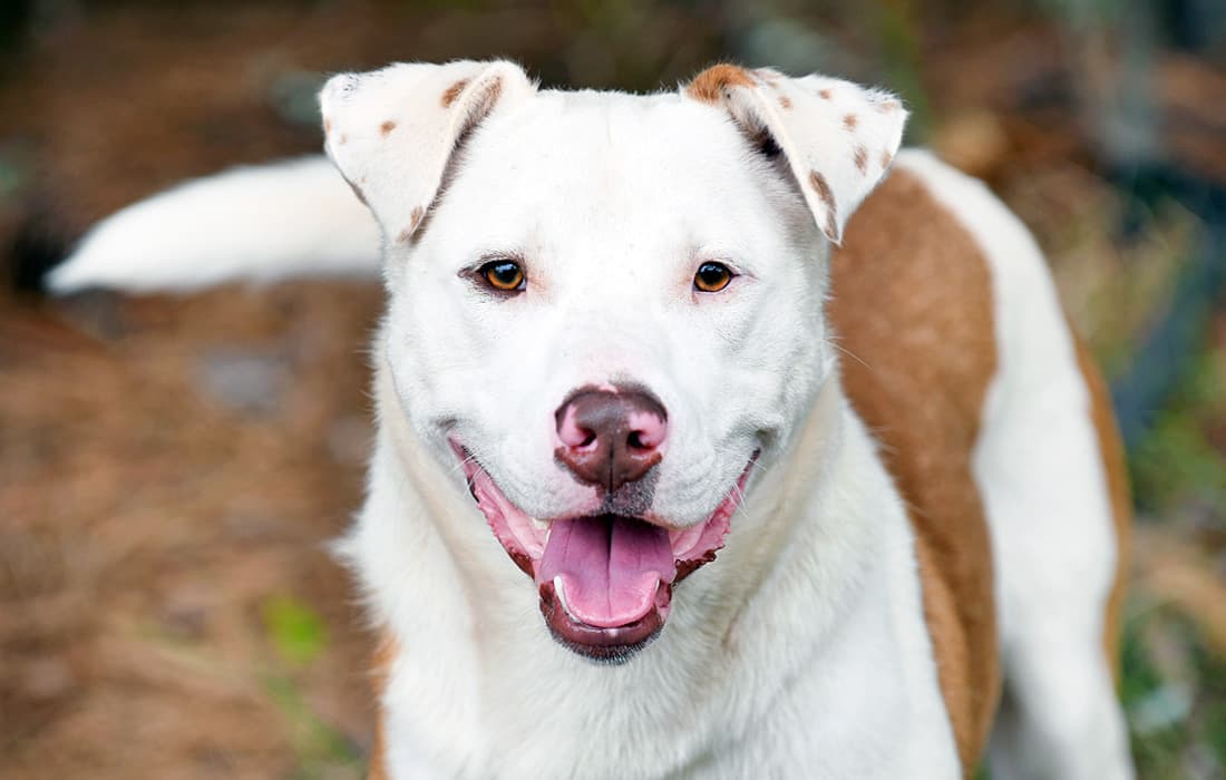 aussie labrador mix