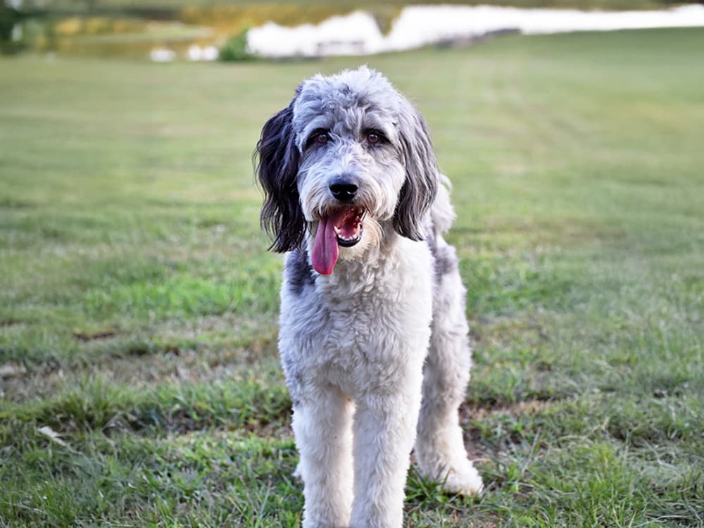 gray aussiedoodle standing in yard