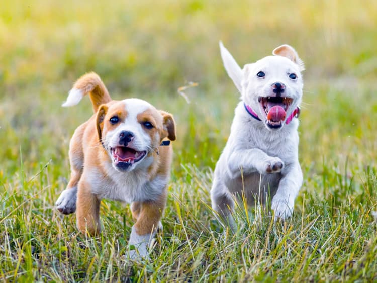 What Makes a Dog Like—or Not Like—Another Dog?