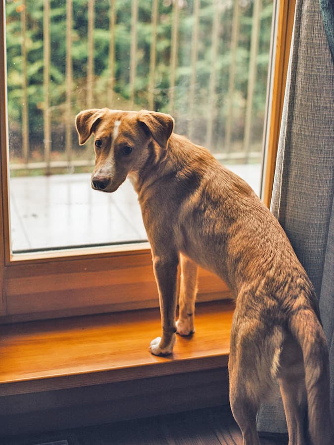 6 Lies You've Been Told About Your Dog’s Separation Anxiety