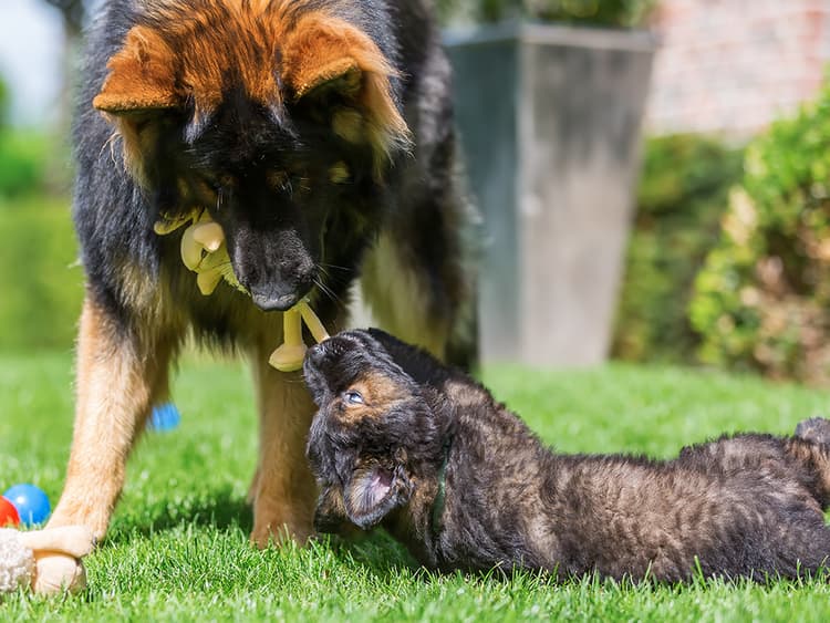 Dog Life Stages: Puppy Adolescence Is Only a Phase