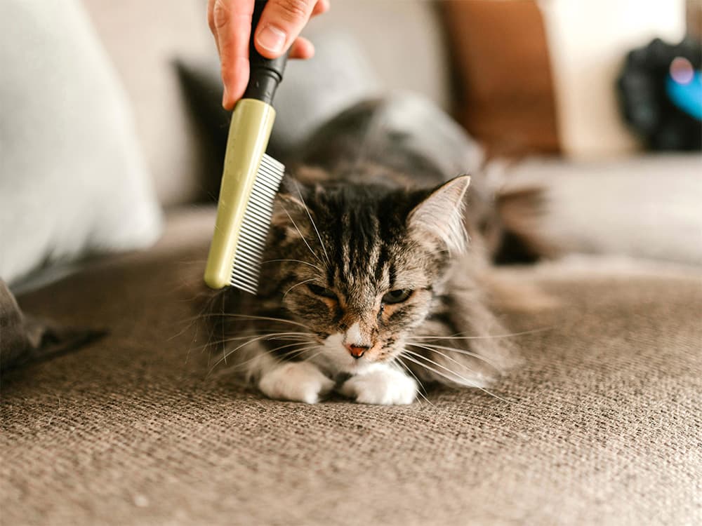 removing fleas with flea comb