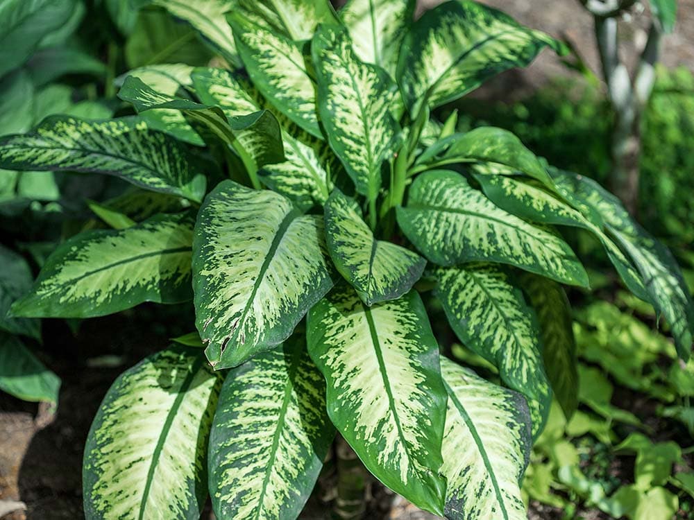 Dumb cane