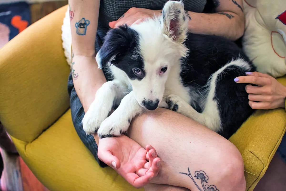 dog sitting in person's lap