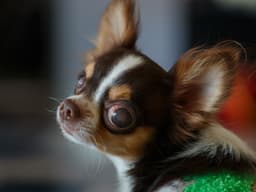 Common Eye Problems in Dogs and How to Treat Them
