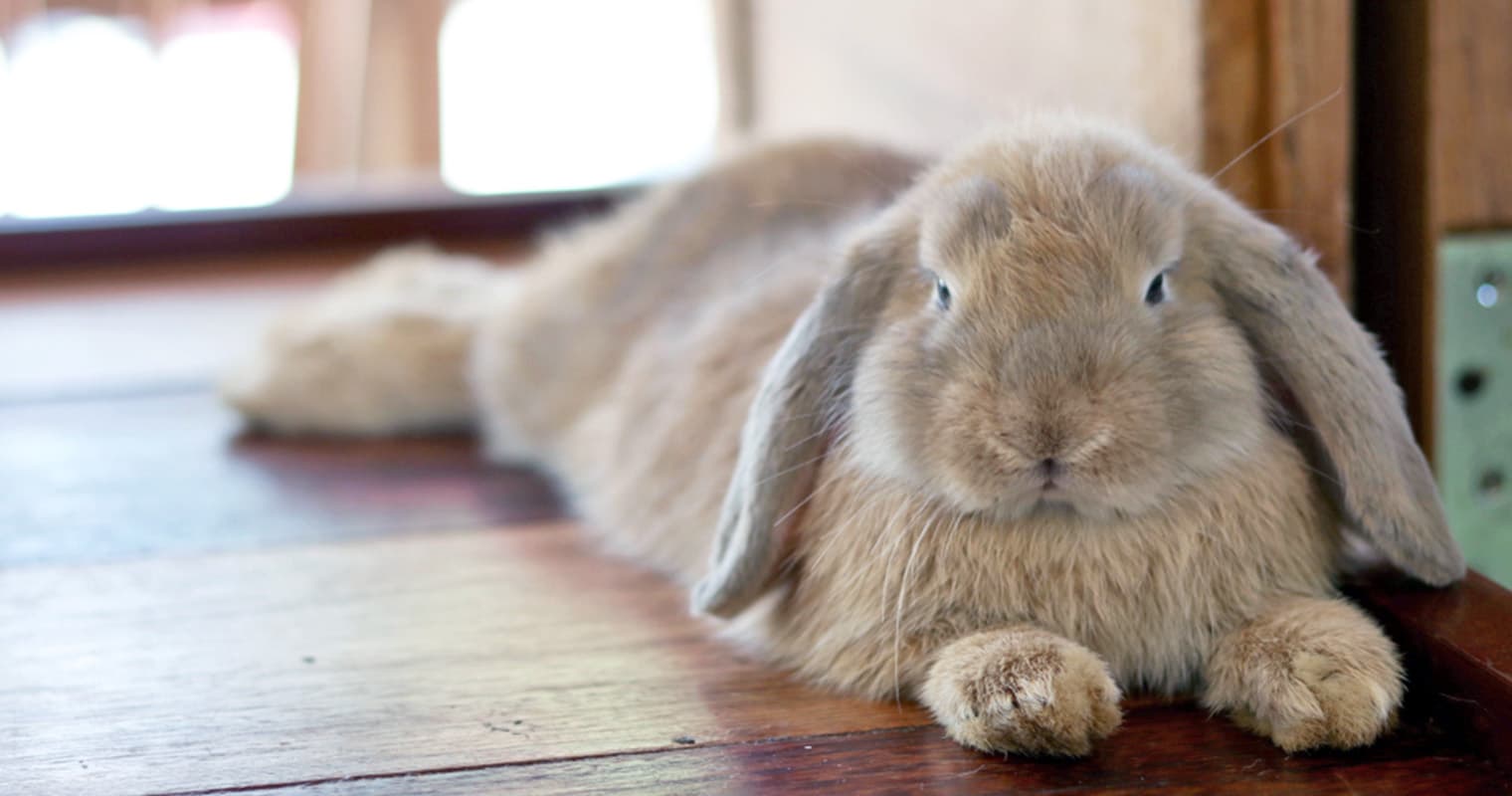 Why Do Bunnies Pancake When You Pet Them?