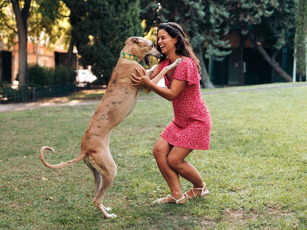 How’s Your Dog Feeling? Check Their Tail