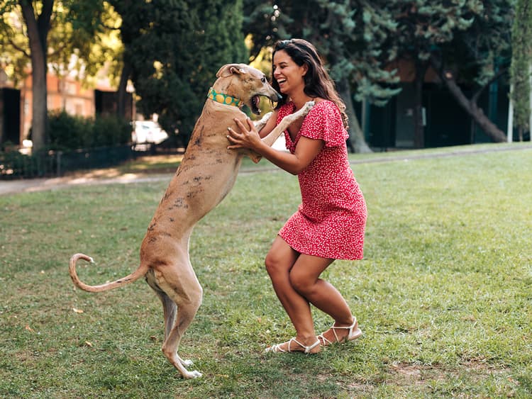 How’s Your Dog Feeling? Check Their Tail