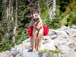 11 Must-Have Items to Take on a Hike with Your Pup