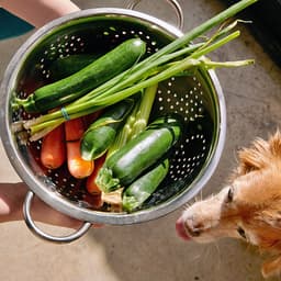 Can Dogs Eat Squash? Find Out If It’s Toxic for Your Dog