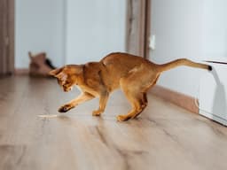 What’s the Deal with FIV in Cats?