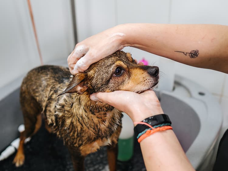 Skipping the Groomers? Try These DIY Dog Wash Tips