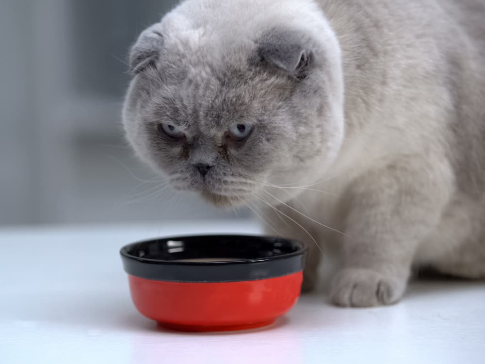 Does Your Diabetic Cat Need a Special Diet?