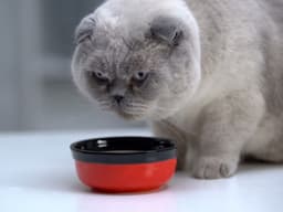 Does Your Diabetic Cat Need a Special Diet?