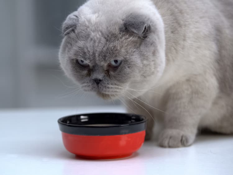 Does Your Diabetic Cat Need a Special Diet?