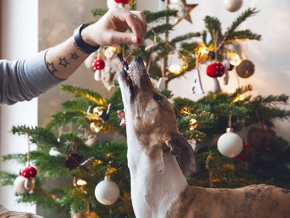 dog trying to eat holiday decorations