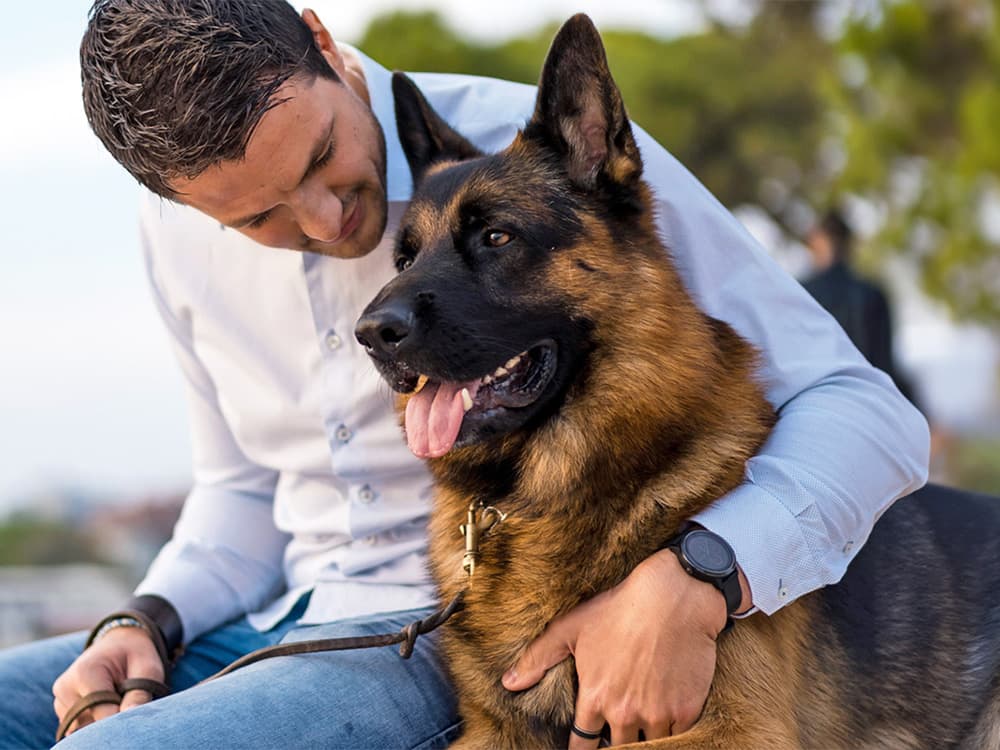 german shepherd