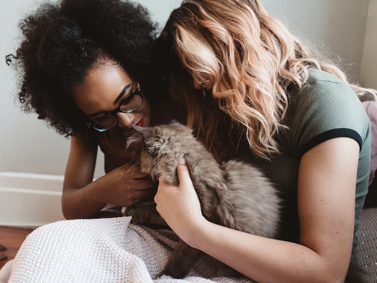 Yes, You Should Spay/Neuter Your Cat. Here’s Why