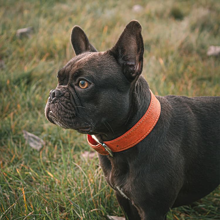 Vets Can Do More To Reduce The Suffering of Flat-Faced Dog Breeds