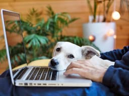 9 Signs Your Dog Wants Your Attention Right Now