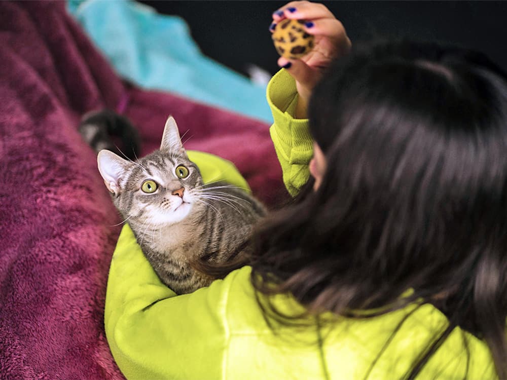Cats Like Playing Fetch Too, New Study Finds