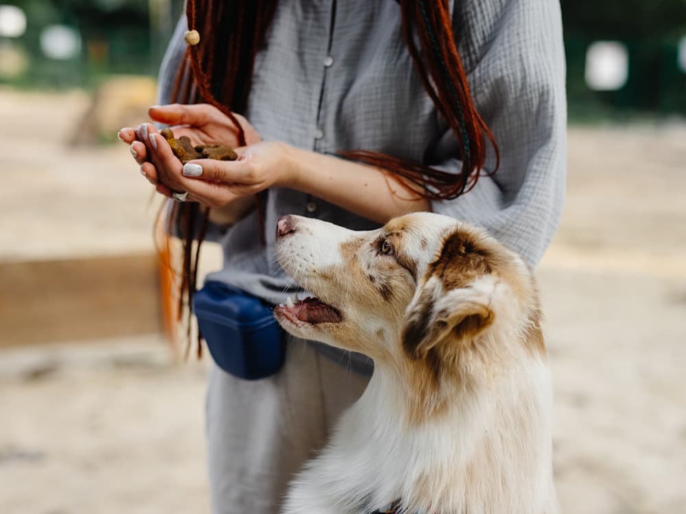 So Apparently, Your Dog Might Be Able to Count