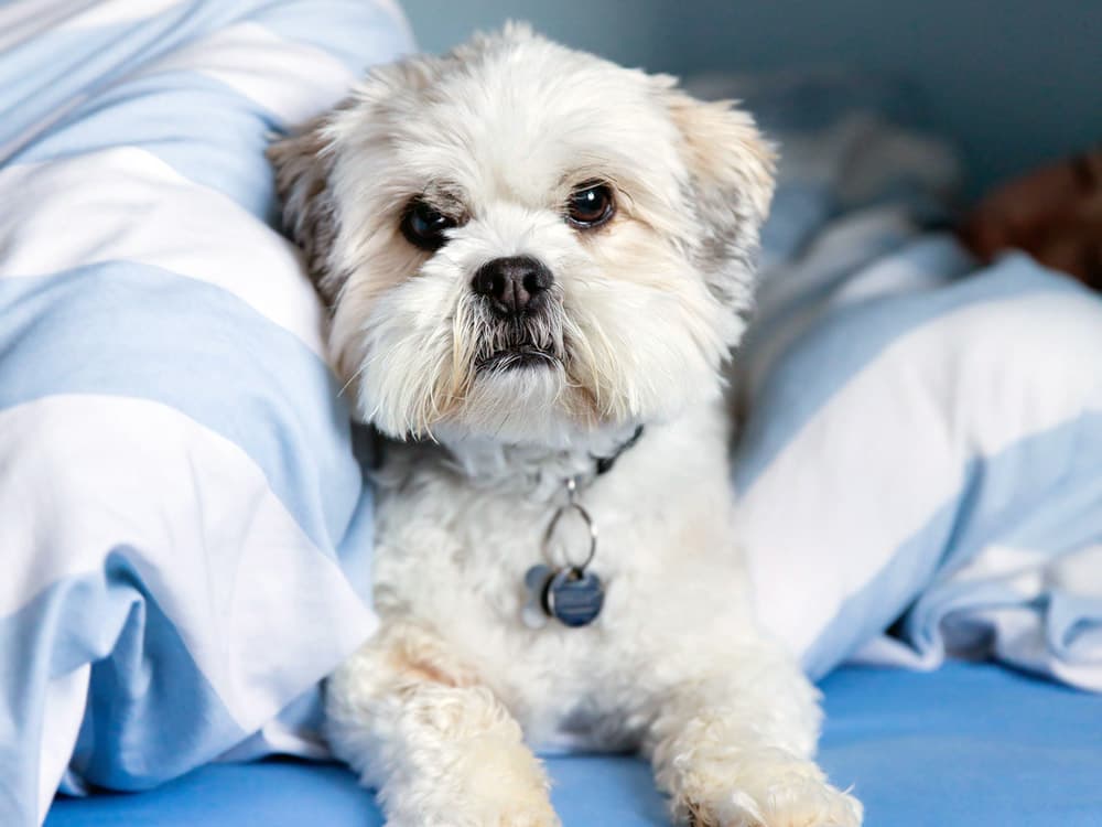 Lhasa Apso
