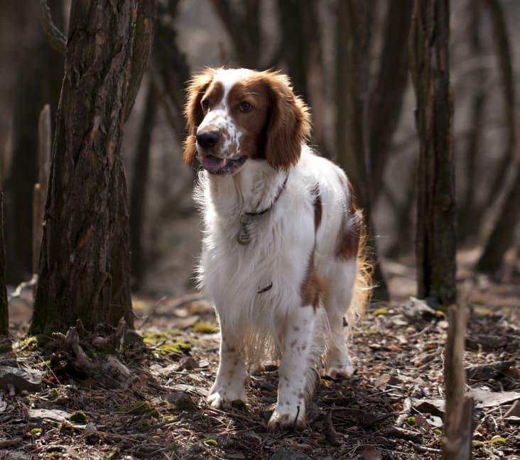 A purebred Welsh Springer Spaniel dog standing in the woods.