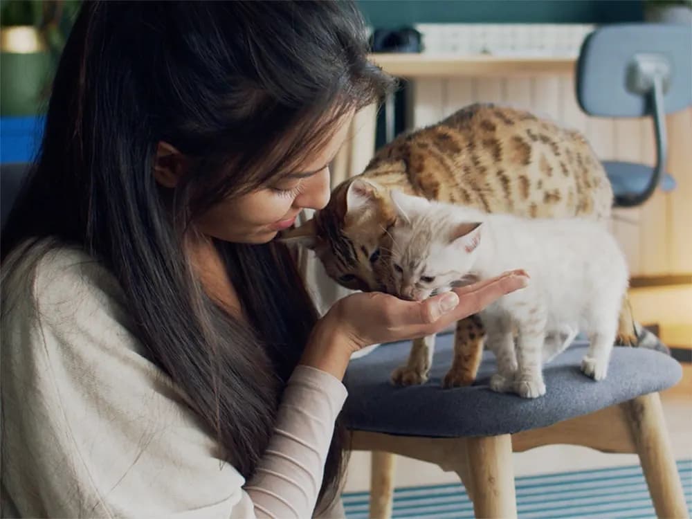 new cat introductions